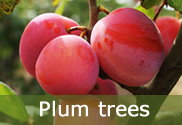 Plum trees for sale