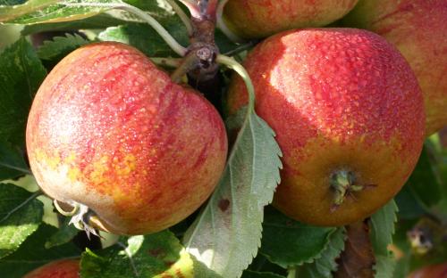 Cox's Orange Pippin apple tree