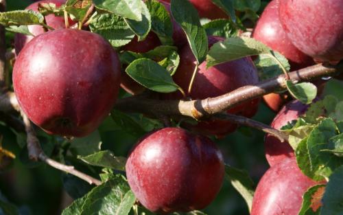 Spartan apple tree