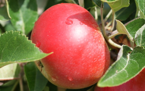 Discovery apple tree