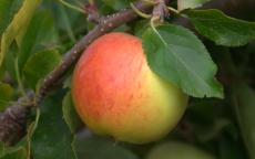 Gala apple tree