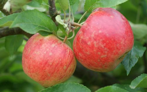 Elstar apple tree sale Orange Pippin