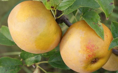 See also Egremont Russet
