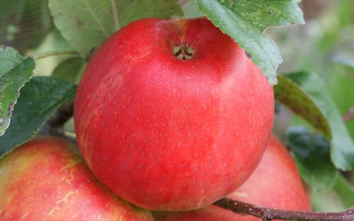 Dwarf Honeycrisp Apple Tree Bare Root, Organic Flavor Tastes Sweet Fresh