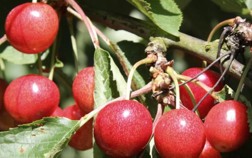 Sweetheart cherry tree