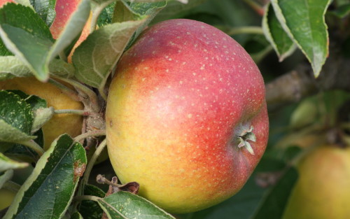 Court Pendu Plat apple tree