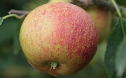 Fruit tree comparison - Laxton's Superb