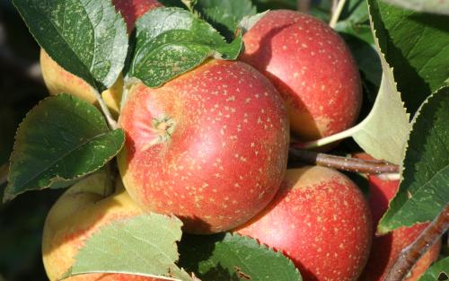 Orleans Reinette apple tree