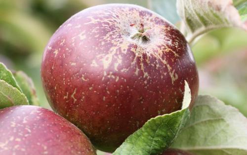 Dabinett cider apple tree