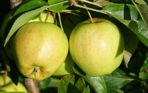 Dwarf Golden Delicious Apple Trees for Sale