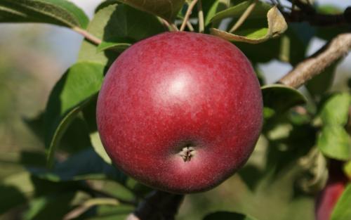 Buy Bare Root McIntosh Apple Trees For Sale