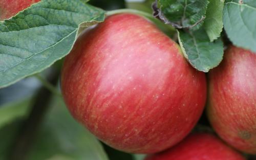 Idared apple tree