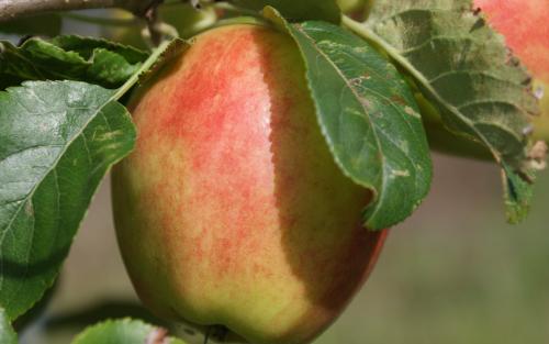Sunrise apple tree