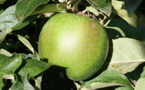 Granny Smith apple tree
