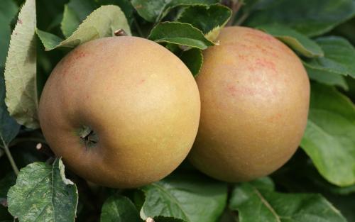 Zabergau Reinette apple tree