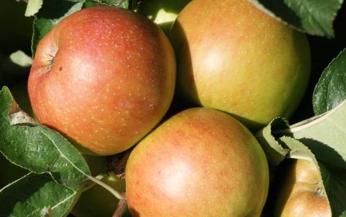 Baldwin apple tree
