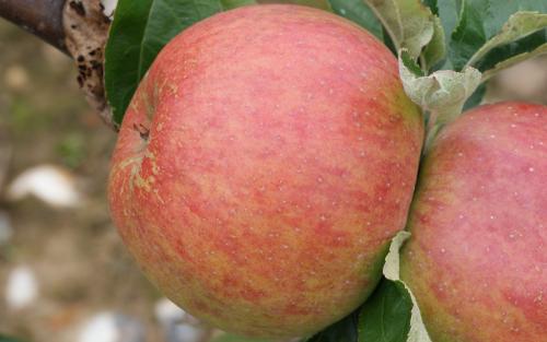 King of Tompkins County apple tree