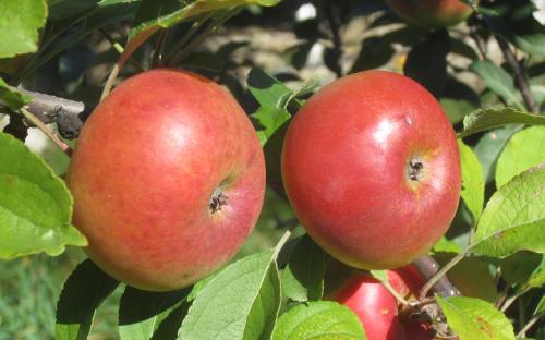 Lady apple tree
