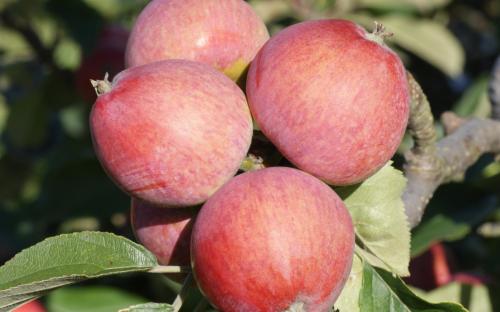 Fruit tree comparison - Harry Masters Jersey