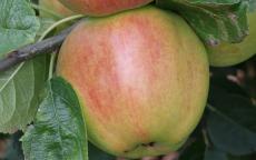 King David apple tree