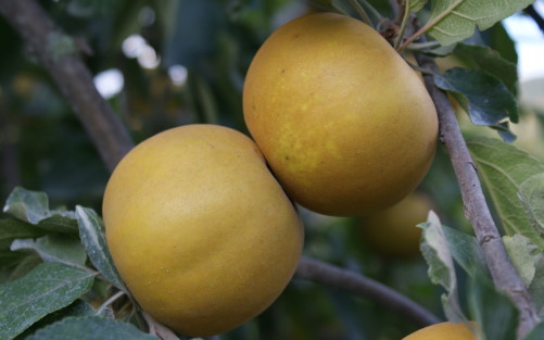 See also Saint Edmund's Russet
