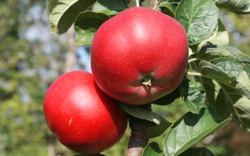 Fruit tree comparison - Tom Putt