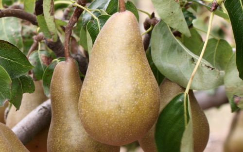 Bosc Pears On Green – JacquelineCornette