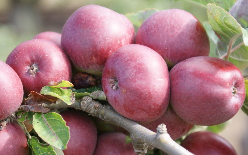 Kingston Black cider apple tree