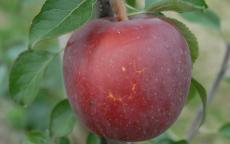 Enterprise apple tree