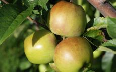 Newtown Pippin apple tree