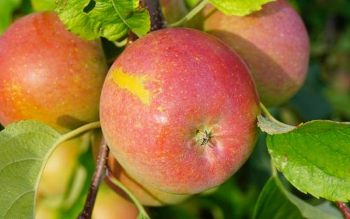Fruit tree comparison - Fuji