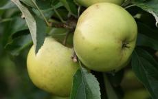 Freyberg apple tree