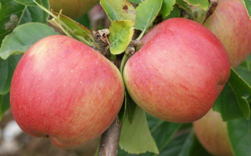 Florina apple tree