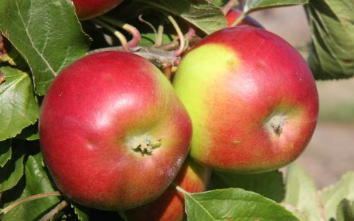 Burgundy apple tree