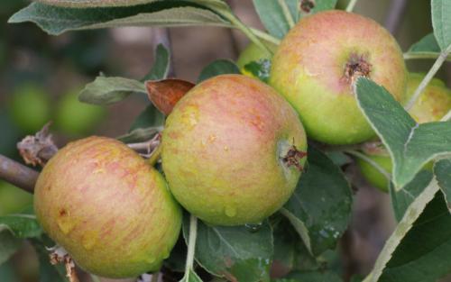 Stoke Red cider apple tree