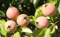 Brandy perry pear tree