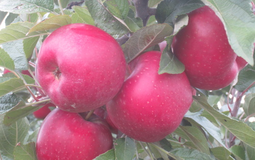 Fruit tree comparison - Chieftain