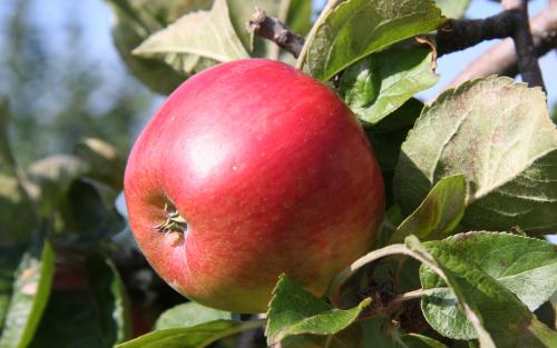 Freedom apple tree