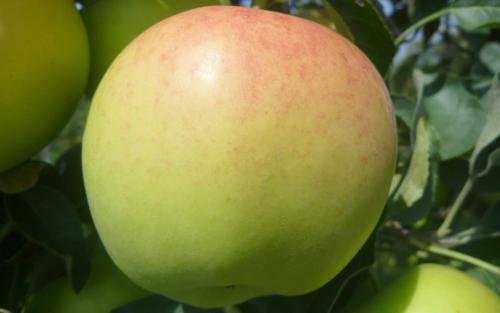 Ginger Gold apple tree