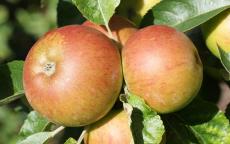 Hubbardston Nonsuch apple tree