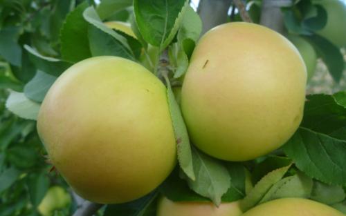 Yellow Apple Varieties: Popular Apple Trees With Yellow Fruit