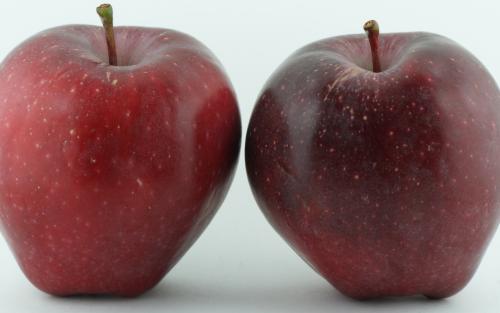 Red Delicious apple tree