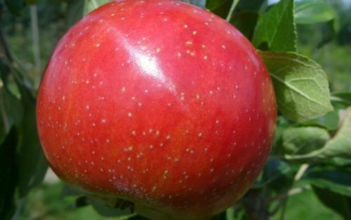 Zestar! apple tree