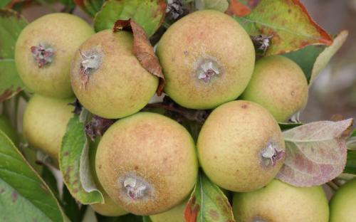 Medaille d'Or cider apple tree