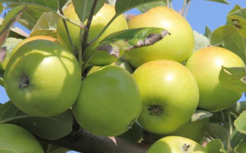 Bedan des Parts cider apple tree