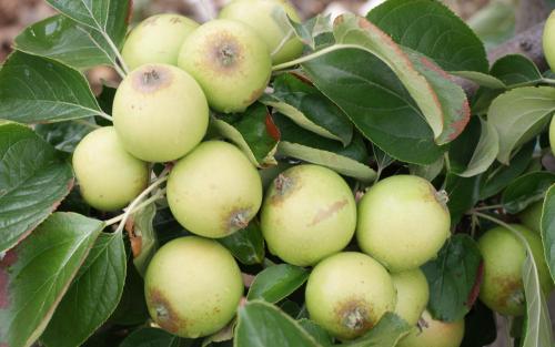 Fruit tree comparison - Brown Snout