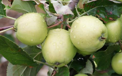 Bulmers Norman cider apple tree