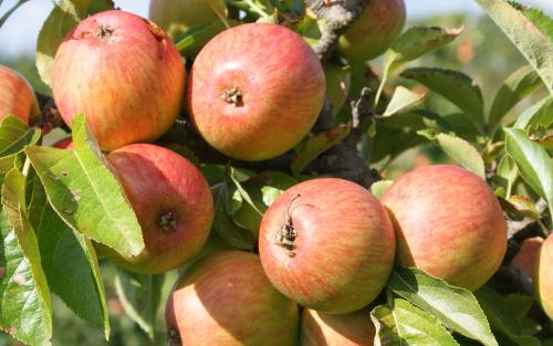 Doux Normandie cider apple tree