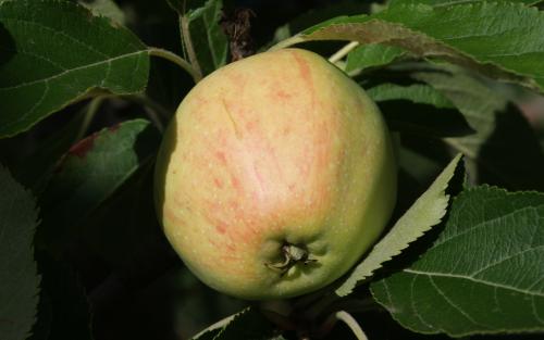 Major cider apple tree