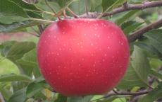 Melrose apple tree